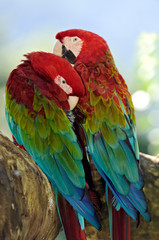 Fototapeta na wymiar Red-and-Green Macaw, (Ara chloroptera)