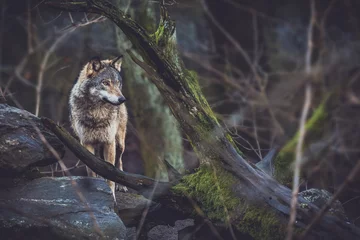 Deurstickers Wolf grijze wolf