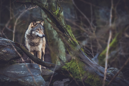 Fototapeta Grey wolf