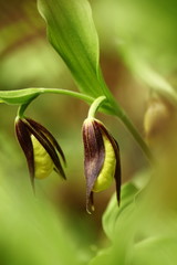 Naklejka na ściany i meble Cypripedium calceolus. This orchid is found in the Czech Republic at approximately 100 localities, in Bohemia and Moravia. A very rare plant. Wild nature. Free nature. Spring.
