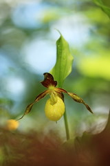 Cypripedium calceolus. This orchid is found in the Czech Republic at approximately 100 localities, in Bohemia and Moravia. A very rare plant. Wild nature. Free nature. Spring.