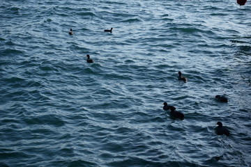 Coots swimming on Bosphorus