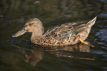 Northern shoveler (Anas clypeata)