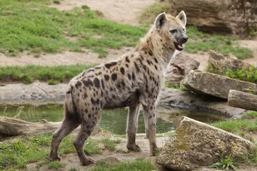 Muurstickers Gevlekte hyena (Crocuta crocuta) © Vladimir Wrangel