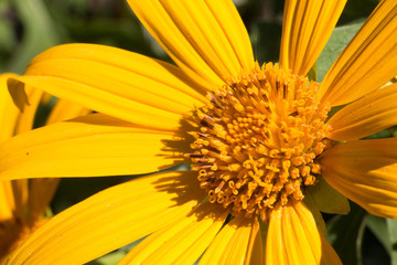 ile de la Réunion fleur jaune , tournesol mexicain