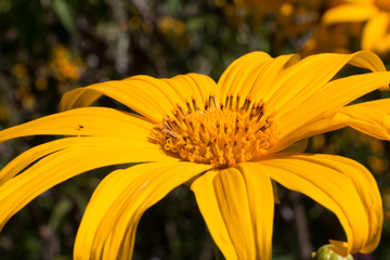 ile de la Réunion fleur jaune , tournesol mexicain