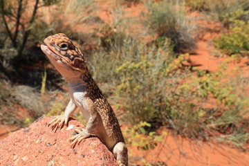 small gecko sitting on a sandstone