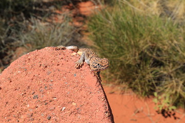 small gecko sitting on a sandstone