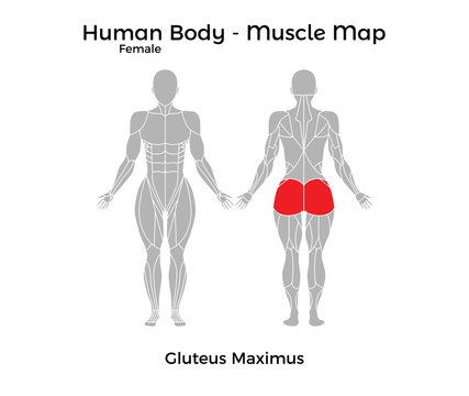 Female Human Body - Muscle map, Gluteus Maximus. Vector Illustration - EPS10.