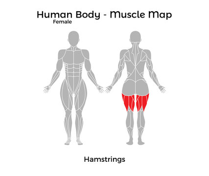 Female Human Body - Muscle map, Hamstrings. Vector Illustration - EPS10.