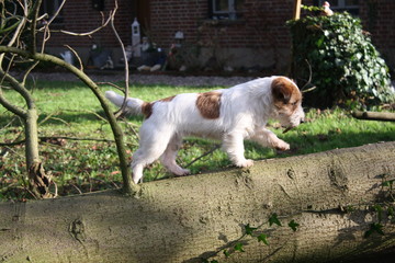 Naklejka na ściany i meble Hund klettert auf Baum