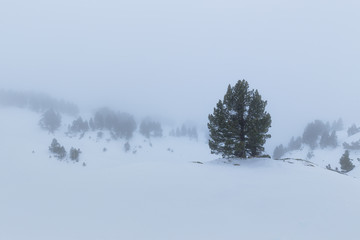 Pine tree in a snowed and foggy landscape,  Larra, Navarra