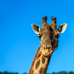Naklejka premium Close up portrait of a giraffe over blue sky
