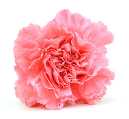 Pink carnation isolated on white background