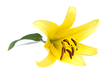  yellow lily. Isolated on white background