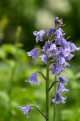 Common Bluebell, hyacinth non-scripta, with waterdrops close-up macro