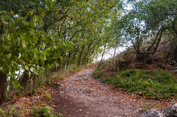 Fototapeta na wymiar narrow path next to trees