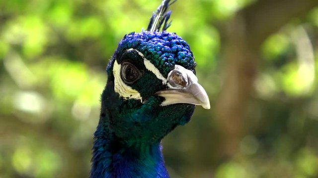 Pfau in einem Schlosspark
