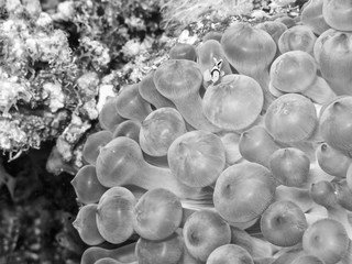 Anemone House for Nemo
