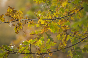 Autumn leaves in woodland