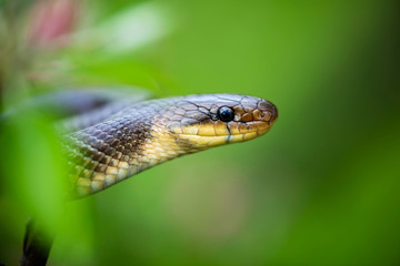 Aesculapian Snake (Elaphe longissima)