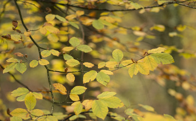 Autumn leaves in woodland