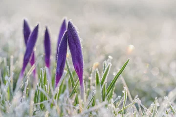 Photo sur Plexiglas Crocus Frozen crocus flower close-up 