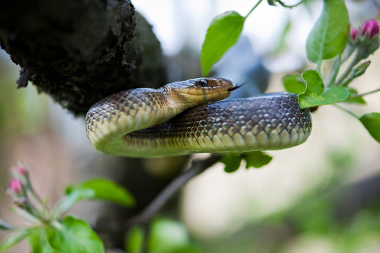 Aesculapian Snake (Elaphe Longissima)