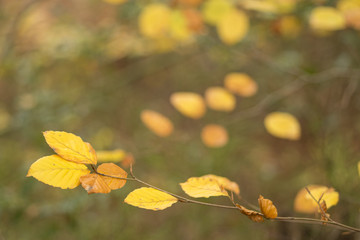 Autumn leaves in woodland
