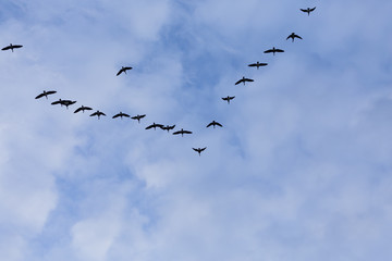 Group of migrating geese birds
