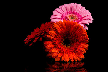 Red Pink Orange Gerbera flower
