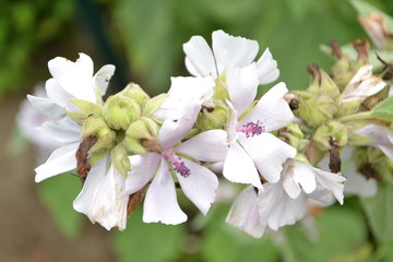 bloeiende heemst in een stadstuin 