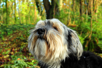 Hund im Wald