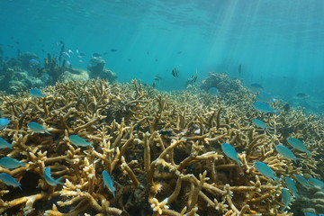 Fototapeta na wymiar Underwater coral reef with tropical fish in the lagoon of Tahiti, Punaauia, south Pacific ocean, French Polynesia, Oceania