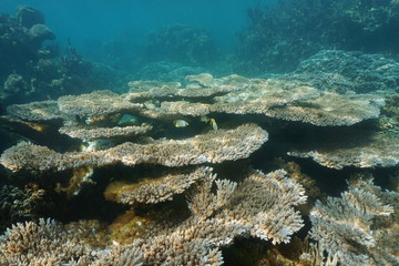 Underwater coral reef in the lagoon of Tahiti, Punaauia, south Pacific ocean, French Polynesia, Oceania