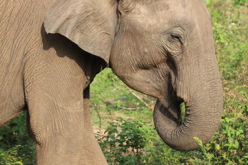 Fototapeta na wymiar Elefant Uda Walawe Nationalpark Sri Lanka
