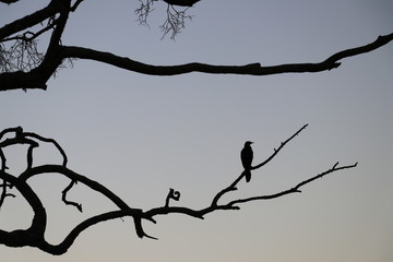 Morgenidylle Yala Nationalpark Sri Lanka
