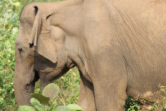 Elefant Uda Walawe Nationalpark Sri Lanka