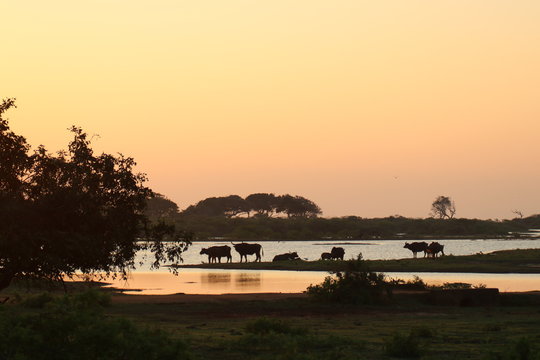 Büffel in der Morgenröte Yala Nationalpark Sri Lanka
