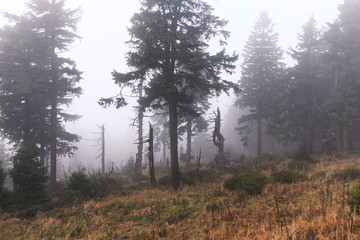 Nebelwald im Oberharz am Brocken