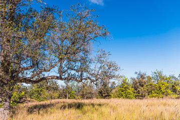 Crooked Tree in Field