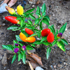 hot peppers of different varieties of maturity with green leaves growing on gray ground