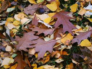 Fallen colorful leaves on the grass.