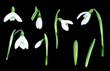 Snowdrop hand painted watercolor clip art floral illustration wedding birthday invitations thank you cards calendars