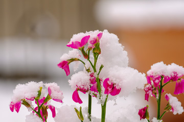 Petites fleurs sous la neige.