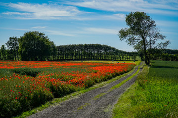 Field in blossom 