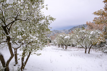Les oliviers en hiver sou la neige.  Provence