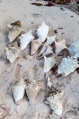 Bunch of conches on Playa Maguana beach near Baracoa, Cuba