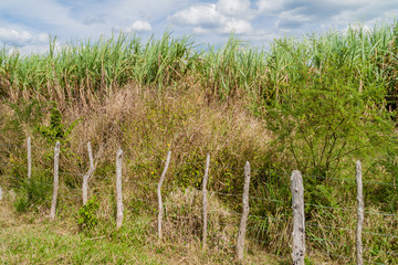 Sugar cane field in Valle de los Ingenios valley near Trinidad, Cuba