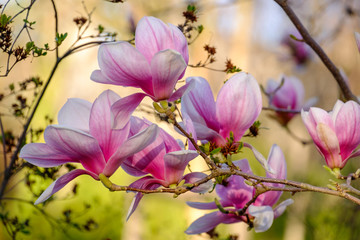 Fleurs de magnolia gros plan.